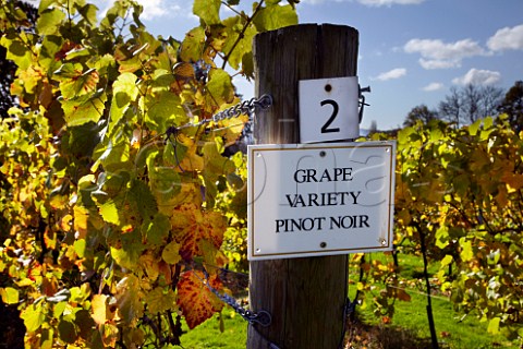 Strainer post in Pinot Noir vineyard of Nutbourne Vineyards Gay Street near Pulborough Sussex England
