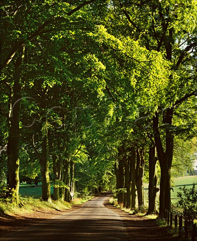 Avenue of Beech Trees on the North Downs near Great Bookham Surrey England