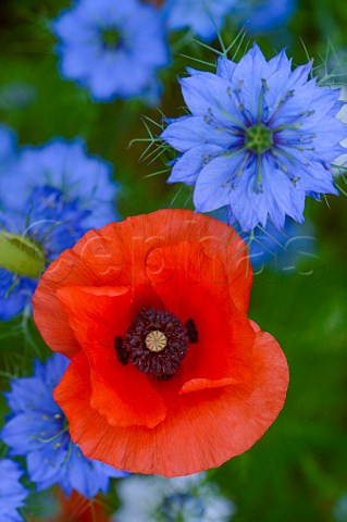 Poppy and Cornflowers in spring France