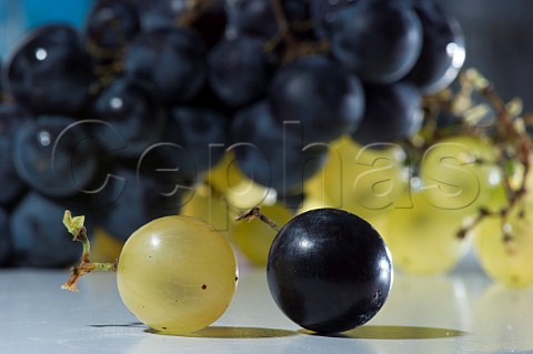 Semillon and Merlot grapes