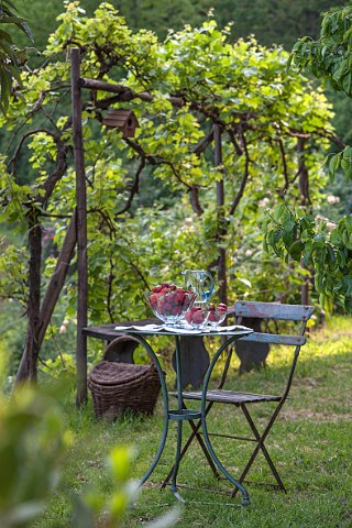 Bowl of strawberries on table beneath vine arbor Piemonte Italy