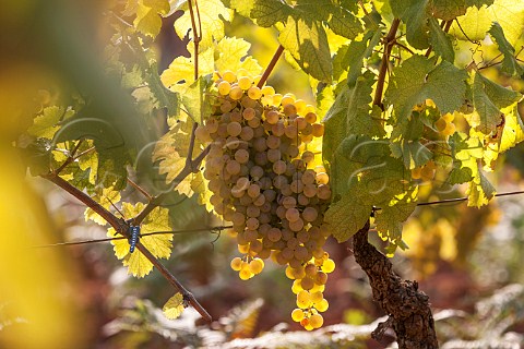 Cortese grapes Gavi Piemonte Italy