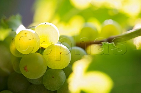 Semillon grapes Bordeaux France