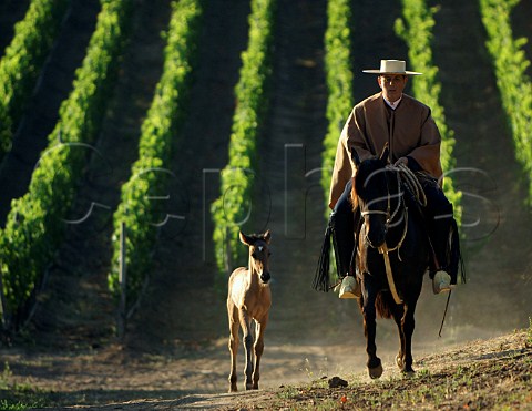 Huaso on horseback with foal alongside riding through Pinot Noir vineyard Casablanca Valley Chile