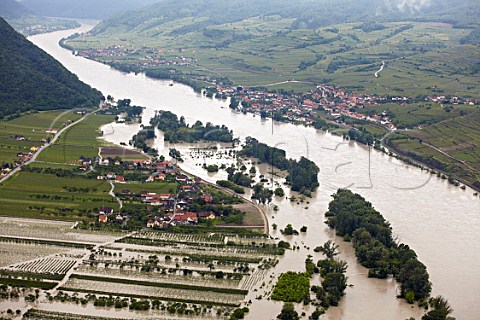 River Danube flooding the vineyards at Rhrsdorf and Weissenkirchen 4 June 2013 Niedersterreich Austria  Wachau