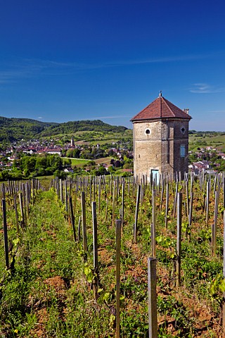 Chardonnay vines in La Tour de Curon vineyard of Domaine Andr et Mireille Tissot Arbois Jura France  Arbois