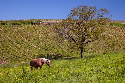 Comtois horse in springtime meadow by vineyard MontignylsArsures Jura France  Arbois