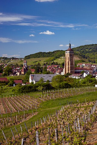 Poulsard Chardonnay and Pinot Noir vineyards at En Paradis above the church of StJust Arbois Jura France