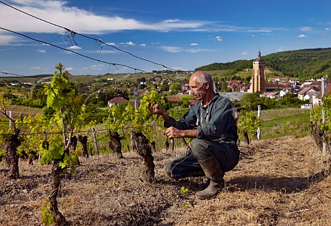 Mr Dominique Boivin vigneron of the Fruitire Vinicole dArbois in his Poulsard vineyard at En Paradis above Arbois Jura France