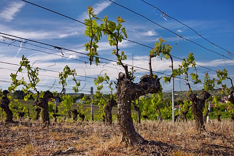 Poulsard vineyard at En Paradis Arbois Jura France