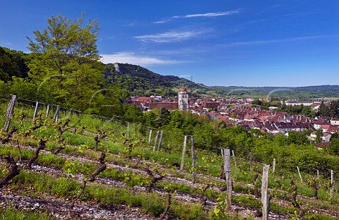 Chardonnay vineyard above town of Poligny Jura France  Ctes du Jura