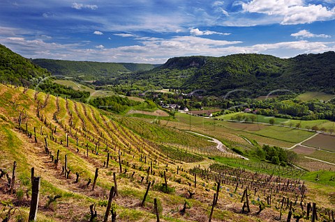 Terraced Savagnin vineyard of Domaine Macle above the River Seille on the slopes below ChteauChalon In distance is the Cirque de Baume Jura France  ChteauChalon