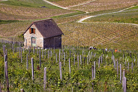 Workers in vineyard near Le Vernois Jura France  Ctes du Jura