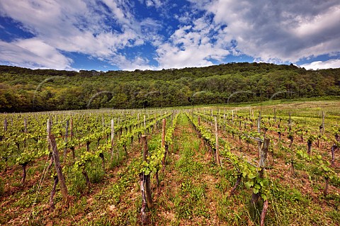 Chardonnay vines in La Percenette vineyard of Domaine Pignier Conlige Jura France  Ctes du Jura