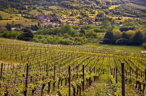 Chardonnay vines in La Percenette vineyard of Domaine Pignier Conlige Jura France  Ctes du Jura