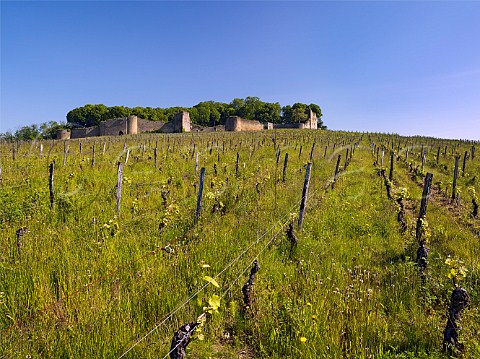 Springtime vineyard below the ruins at Chteau dArlay Arlay Jura France Ctes du Jura