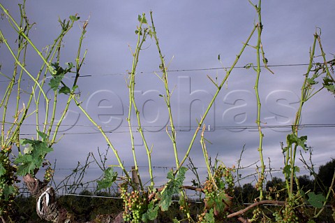 Vineyard damaged by violent hailstorm during the evening of 2 August 2013 Grezillac Gironde France EntreDeuxMers  Bordeaux