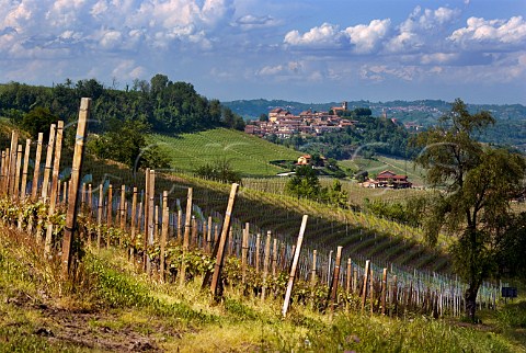Dolcetto vineyard of Gianni Voerzio at La Morra with the village of Verduno in distance  Piedmont Italy Dolcetto dAlba