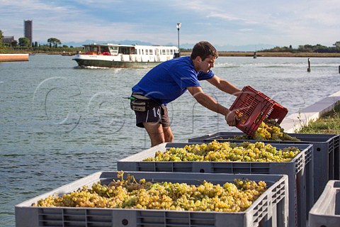 Harvested Dorona grapes from the Venissa vineyard of Bisol on the island of Mazzorbo Venice Lagoon Veneto Italy