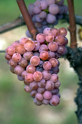 Gewrztraminer grapes of Cantina Tramin in vineyard at Solva Tramin Alto Adige Italy