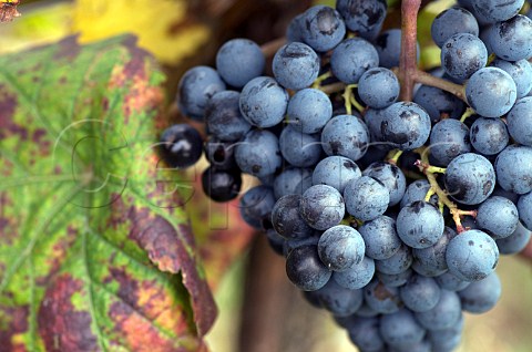 Marzemino grapes in vineyard of Endrizzi San Michele allAdige Trentino Italy