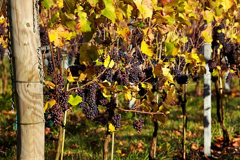 Pinot Noir grapes on harvest day in Albury Organic Vineyard Albury Surrey England