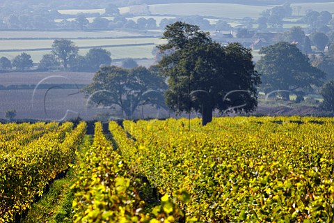 Upper Tillington Vineyard of Nyetimber with the South Downs in distance Near Petworth Sussex England