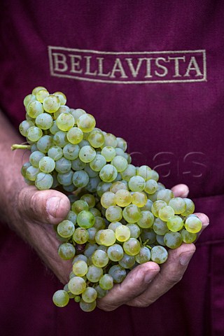 Chardonnay grapes of Bellavista Erbusco Lombardy Italy Franciacorta