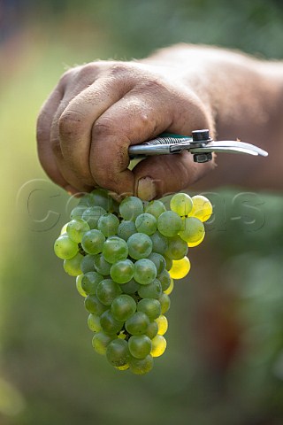 Picking Chardonnay grapes in vineyard of Bellavista Erbusco Lombardy Italy Franciacorta