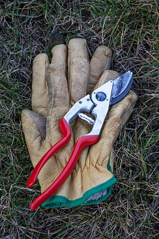 Secateurs and leather gloves