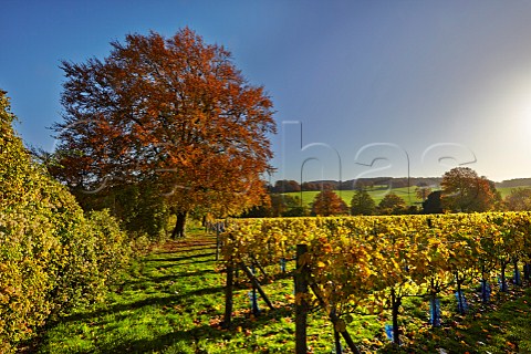 Autumnal vineyard of High Clandon Estate on the North Downs at Clandon Downs Near Guildford Surrey England