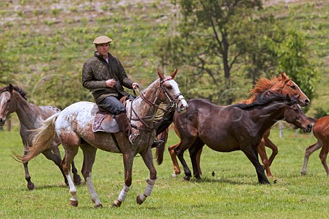 Mario Pablo Silva herding horses on the stud farm of his familys Lago Ranco Estate Chile