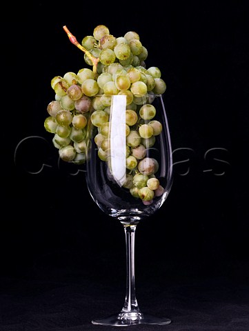 Semillon grapes in a wine glass