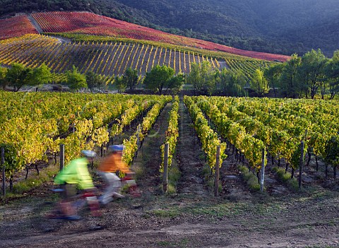 Two mountain bikers on trail in Clos Apalta vineyard of Lapostolle Colchagua Valley Chile