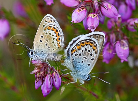 SilverStudded Blues mating  Fairmile Common Esher Surrey England