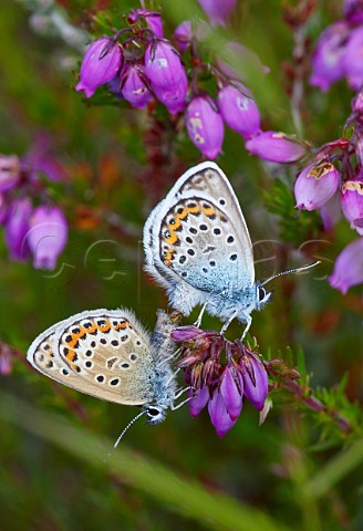 SilverStudded Blues mating  Fairmile Common Esher Surrey England