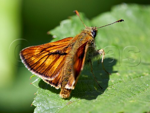 Large Skipper butterfly resting on leaf Bookham Common Surrey England