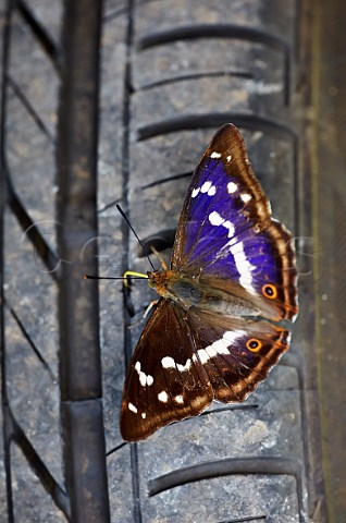 Purple Emperor butterfly probing a car tyre with its proboscis Bookham Common Surrey England