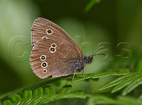 Ringlet butterfly resting on a fern Bookham Common Surrey England