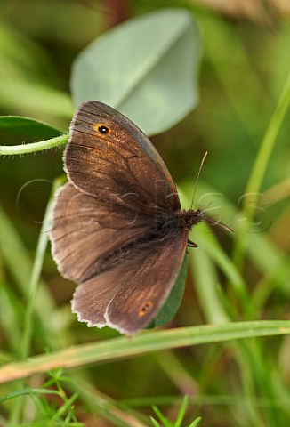 Meadow Brown butterfly Hurst Meadows West Molesey Surrey England