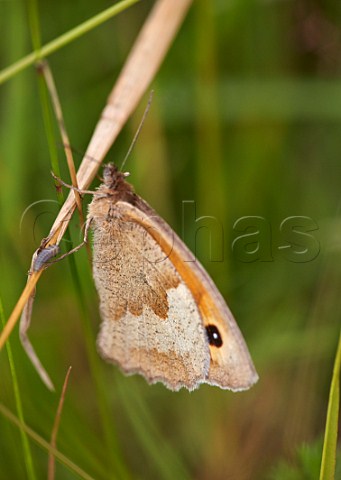 Meadow Brown butterfly Hurst Meadows West Molesey Surrey England