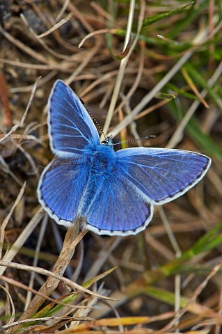 Common Blue butterfly Molesey Heath Nature Reserve West Molesey Surrey UK
