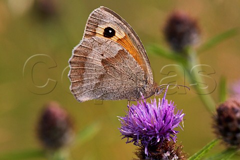 Meadow Brown butterfly on knapweed Hurst Meadows West Molesey Surrey England