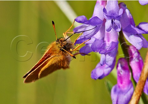 Essex Skipper butterfly feeding on tufted vetch Hurst Meadows West Molesey Surrey England