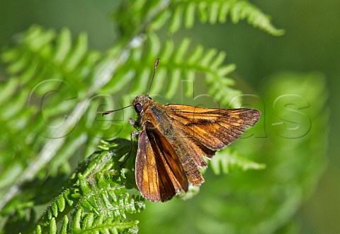 Large Skipper butterfly resting on bracken Bookham Common Surrey England