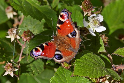 Peacock butterfly feeding on bramble flower Bookham Common Surrey England