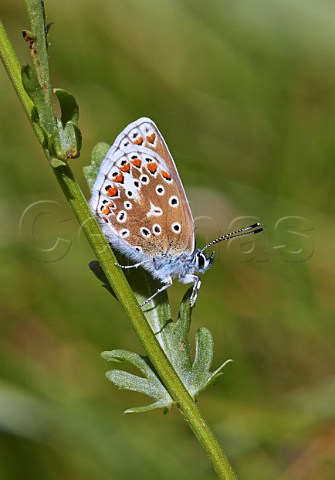 Common Blue butterfly female Leigh Hill Common Cobham Surrey England