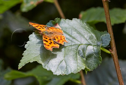 Comma butterfly resting on Elm leaf Cobham Surrey England