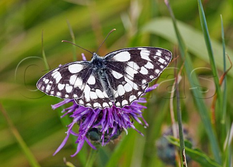 Marbled White butterfly on Knapweed flower Bindon Hill Lulworth Cove Dorset England