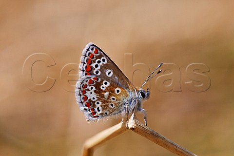 Brown Argus butterfly Hurst Meadows West Molesey Surrey England